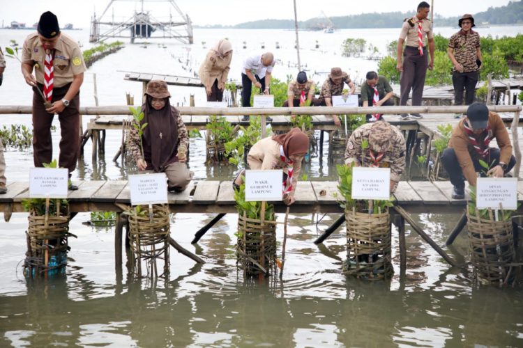 Seribu Bibit Mangrove Ditanam di Pesawaran: Gerakan Rawat Bumi Sigma 2025 Resmi Digas!