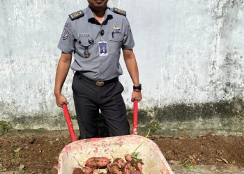 Lapas Kalianda Hidupkan Lahan Tidur: Tomat & Terong Tumbuh Jadi Harapan Baru Warga Binaan