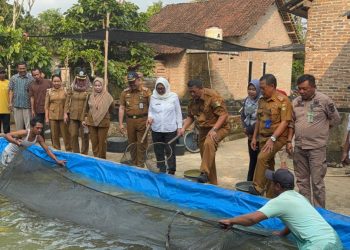 Tim TPID Kabupaten Tanggamus Tinjau Panen Ikan Lele Di Pekon Way Jaha Kecamatan Pugung