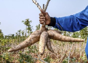 Permintaan Tapioka Dunia Anjlok, Harga Singkong Nasional Tertekan, Petani Diminta Bersiap Hadapi Krisis