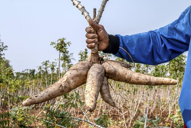 Permintaan Tapioka Dunia Anjlok, Harga Singkong Nasional Tertekan, Petani Diminta Bersiap Hadapi Krisis