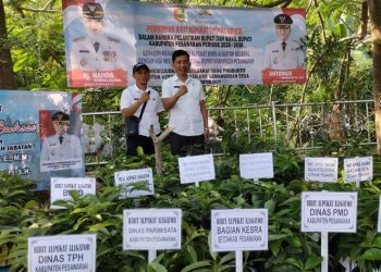 Pesawaran Tingkatkan Ketahanan Pangan, Pemkab Bagikan 700 Bibit Alpukat Aligator Gratis Menyambut Kepemimpinan Baru