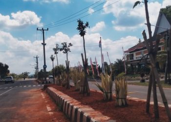 Heboh! Pohon Ketapang Kencana di Median Jalan Pemkab Pringsewu Dibongkar, Warga Keluhkan Panas Terik
