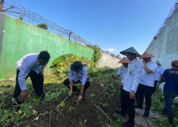 Panen Ubi Mantang di Lapas Kalianda: Terobosan Ketahanan Pangan yang Jadi Sorotan