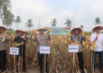 Polres Lampung Selatan Pimpin Panen Raya Jagung Serentak, Sinergi Polri dan Petani untuk Ketahanan Pangan