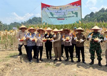 Polres Tanggamus Sukses Gelar Panen Jagung Kuartal III, Dihadiri Bupati dan Forkopimda: Langkah Strategis Perkuat Ketahanan Pangan