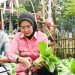 Bupati Pesawaran Ajak KWT Maksimalkan Pekarangan untuk Ketahanan Pangan dan Peningkatan Ekonomi Keluarga