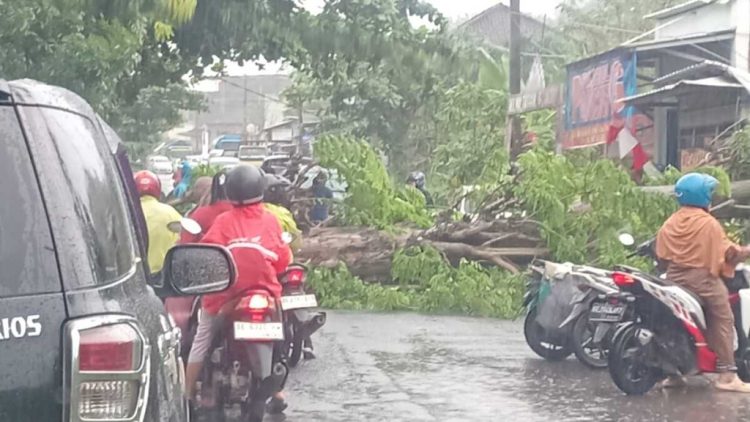 Pohon Raksasa Tumbang Lumpuhkan Jalan Menuju Wisata Pesawaran, Warga Panik dan Lalu Lintas Macet Total