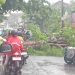 Pohon Raksasa Tumbang Lumpuhkan Jalan Menuju Wisata Pesawaran, Warga Panik dan Lalu Lintas Macet Total