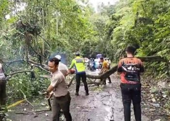 Sat Lantas Polres Tanggamus Bergerak Cepat Evakuasi Pohon Tumbang di Batu Kramat, Lalin Kembali Lancar