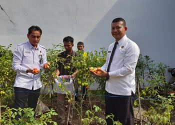 Panen Tomat di Lapas Kalianda: Warga Binaan Buktikan Kemandirian dan Dukung Ketahanan Pangan Nasional