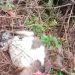 Heboh! Kambing Warga Tanggamus Dimangsa Diduga Beruang, Polsek Pematang Sawa Turun Tangan