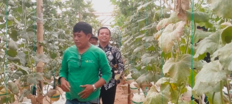 Bupati Pringsewu Tinjau Budidaya Melon Hidroponik Gabe Farm