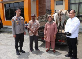 Rekaman CCTV Bongkar Aksi Komplotan Pencuri Sapi di Pringsewu