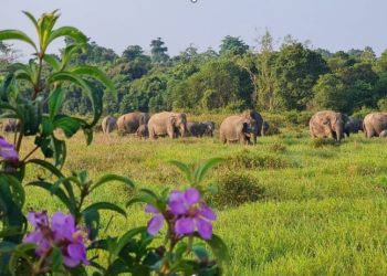 Konflik Manusia dan Gajah Meningkat, TN Way Kambas Bangun Benteng Pengaman Kawasan