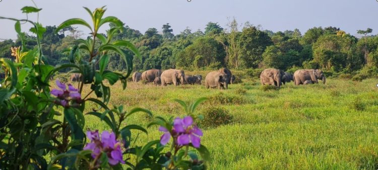 Konflik Manusia dan Gajah Meningkat, TN Way Kambas Bangun Benteng Pengaman Kawasan