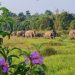 Konflik Manusia dan Gajah Meningkat, TN Way Kambas Bangun Benteng Pengaman Kawasan