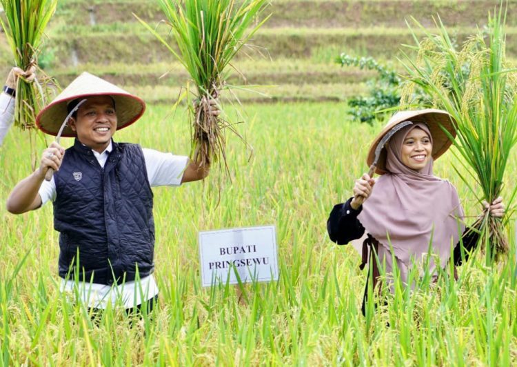Bupati Pringsewu Dorong Produktivitas Petani Lewat Program Padi Sehat