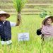 Bupati Pringsewu Dorong Produktivitas Petani Lewat Program Padi Sehat