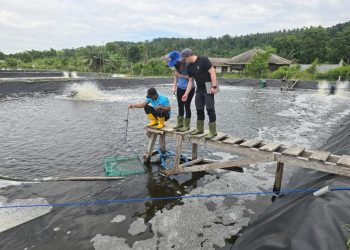 Budidaya Udang Indonesia Berkembang, Pakan Serangga Mulai Dilirik