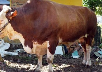 Bupati Egi Serahkan Sapi Kurban Bantuan Presiden di Lampung Selatan