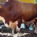Bupati Egi Serahkan Sapi Kurban Bantuan Presiden di Lampung Selatan