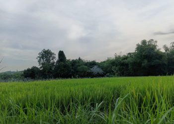 Saat Hutan Memanggil, Tak Semua Bisa Pulang