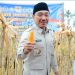 Wabup Syaiful Anwar Hadiri Panen Jagung Nasional di Kalianda Secara Virtual