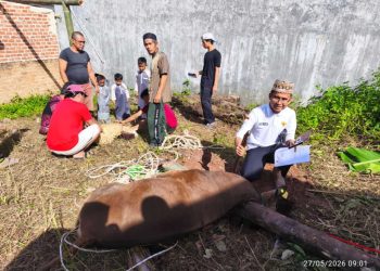 Qurban PPTQ MSI Lampung 1447 H Perkuat Semangat Sakai Sambayan dan Gotong Royong