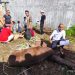 Qurban PPTQ MSI Lampung 1447 H Perkuat Semangat Sakai Sambayan dan Gotong Royong