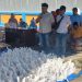 Iduladha Penuh Berkah, Bulog Lamsel Sembelih 5 Sapi dan 5 Kambing