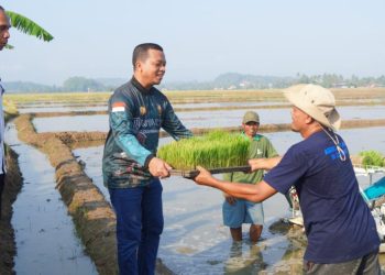 Riyanto Pamungkas Tanam Padi Perdana, Corporate Farming Mulai Diterapkan di Pringsewu