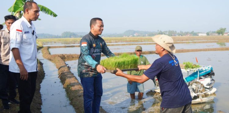 Riyanto Pamungkas Tanam Padi Perdana, Corporate Farming Mulai Diterapkan di Pringsewu