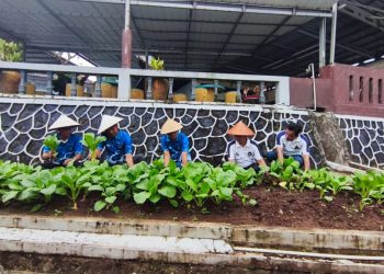 Warga Binaan Lapas Kalianda Berhasil Panen Sawi, Bukti Pembinaan Berjalan Optimal