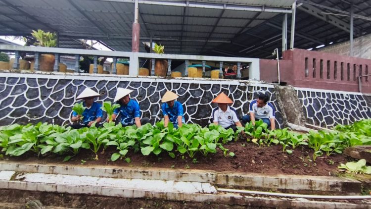Warga Binaan Lapas Kalianda Berhasil Panen Sawi, Bukti Pembinaan Berjalan Optimal