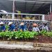 Warga Binaan Lapas Kalianda Berhasil Panen Sawi, Bukti Pembinaan Berjalan Optimal