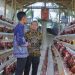Ngopi Serasi Edisi ke-28, Pemkab Pringsewu Salurkan Bantuan dan Serap Aspirasi di Pekon Sukorejo