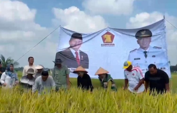 Syukuran Panen Padi Musim Gadu, Ketua DPRD Lampung Selatan Siapkan Langkah Hadapi Musim Tanam III