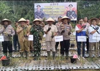 Panen Raya Bawang Putih Tanggamus Sukses, Moh Saleh Asnawi Dorong Swasembada Pangan