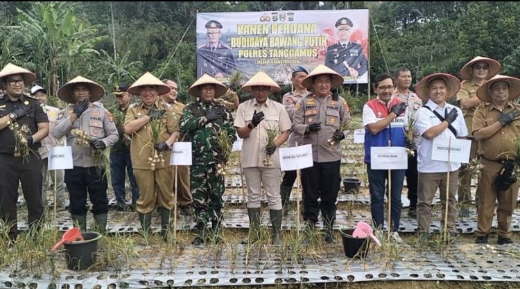 Panen Raya Bawang Putih Tanggamus Sukses, Moh Saleh Asnawi Dorong Swasembada Pangan