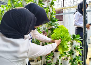 Berkebun Kreatif dengan Vertikultur, Lapas Kalianda Sulap Lahan Terbatas Jadi Produktif