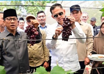 Mendes PDT Yandri Susanto Hadiri Panen Perdana Anggur BUMDes Merak Berseri