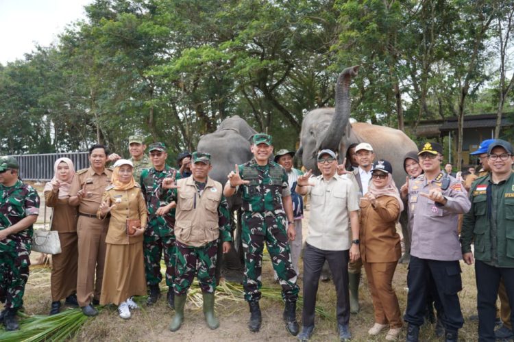 Sempat Dikhawatirkan Terdampak Karhutla, Begini Kondisi Gajah di Way Kambas