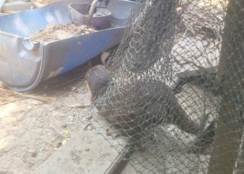 Peternakan Warga Kalianda Auto Panik, Berang-Berang Diduga Peliharaan Bikin Onar