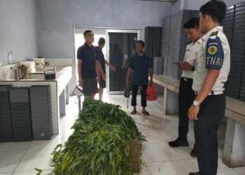 Budidaya Tanaman Jadi Pembinaan, Lapas Kalianda Dorong WBP Lebih Mandiri
