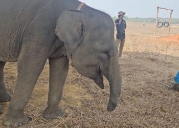 Belalai Terputus, Erin Tetap Bertahan: Kisah Tragis Gajah Korban Jerat di Way Kambas