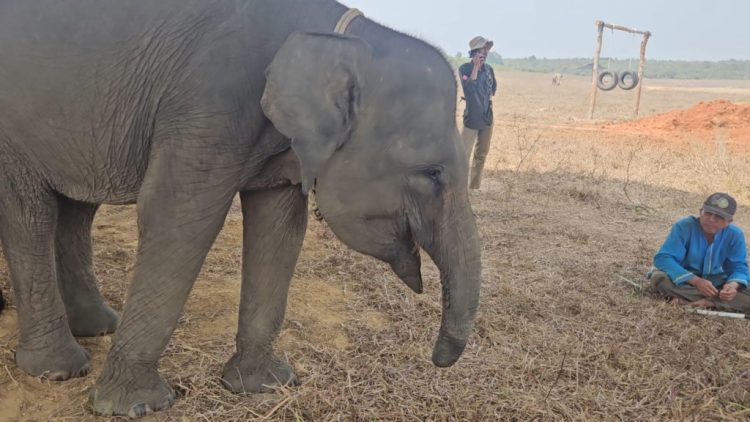 Belalai Terputus, Erin Tetap Bertahan: Kisah Tragis Gajah Korban Jerat di Way Kambas