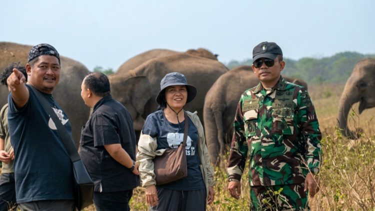 Transformasi Konservasi Way Kambas, Gajah Mulai Dipersiapkan Lepas dari Rantai