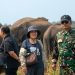 Transformasi Konservasi Way Kambas, Gajah Mulai Dipersiapkan Lepas dari Rantai